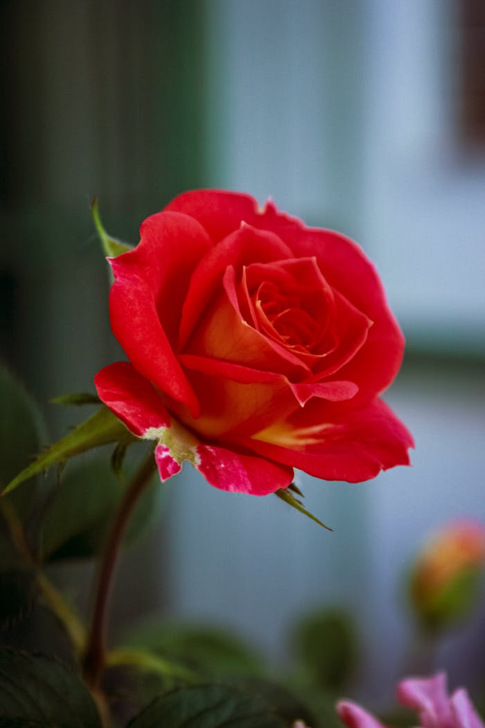 Close-up of a vibrant red rose with lush petals against a blurred background.