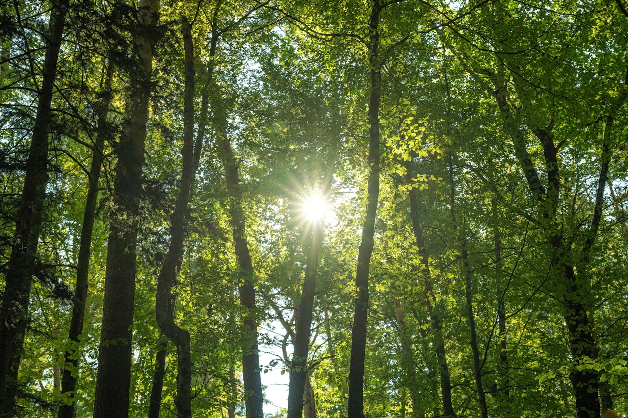 Mastering the First Impression: Your intriguing post title goes here Bright sunlight filtering through lush green forest foliage in summer.