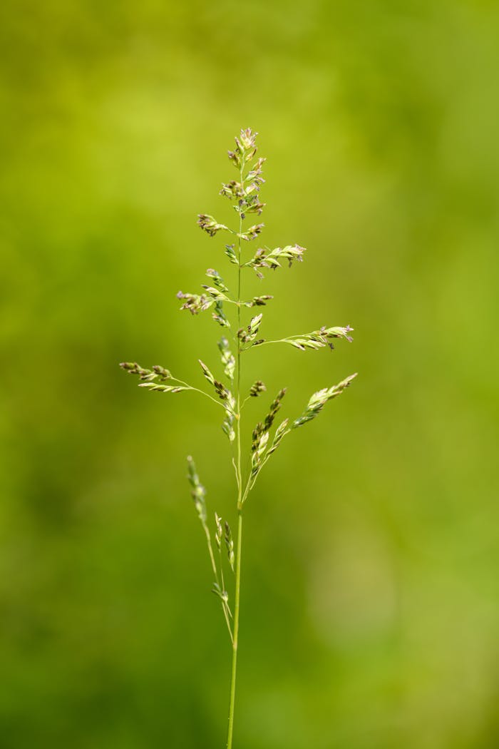 contact-img A vibrant close-up of blossoming grass against a lush green background, emphasizing nature's beauty.