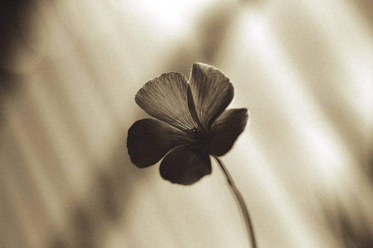 Elegant sepia-toned flower captured in soft focus, ideal for artistic and vintage themes.