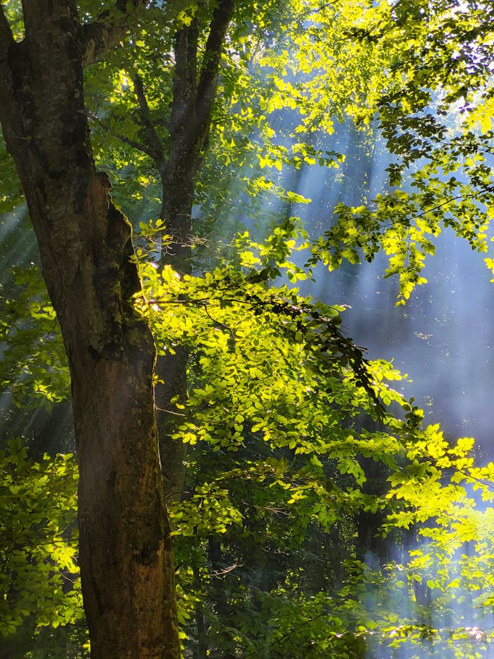 The Art of Drawing Readers In: Your attractive post title goes here Beautiful forest scene with sunlight streaming through green leaves, creating a serene and natural atmosphere.