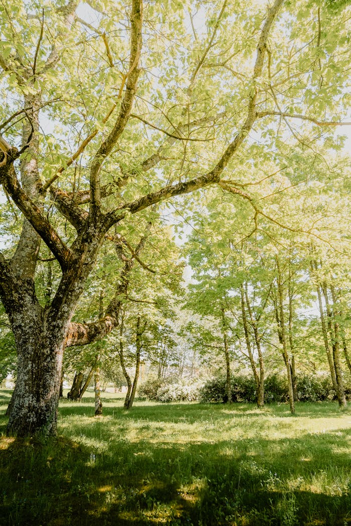 Crafting Captivating Headlines: Your awesome post title goes here A serene sunlit forest clearing with lush green trees and a tranquil atmosphere.