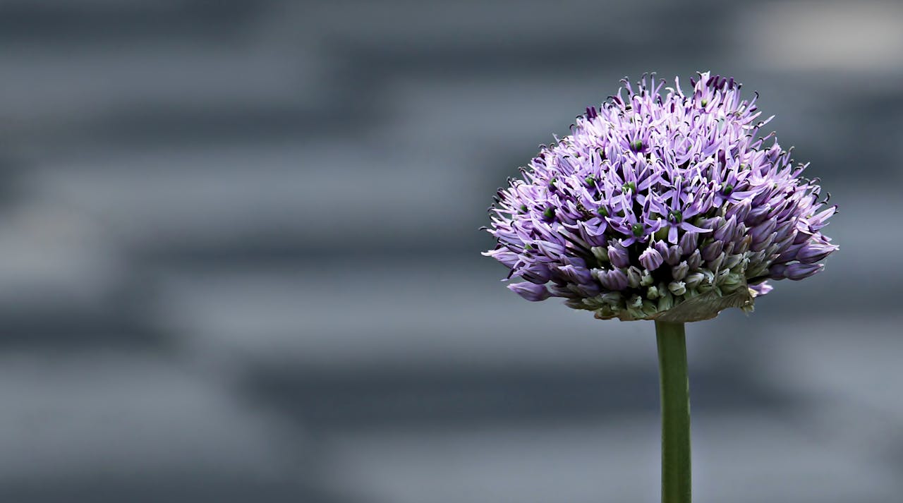 Stunning macro shot of a purple allium flower blossom with a blurred background, highlighting nature's beauty.