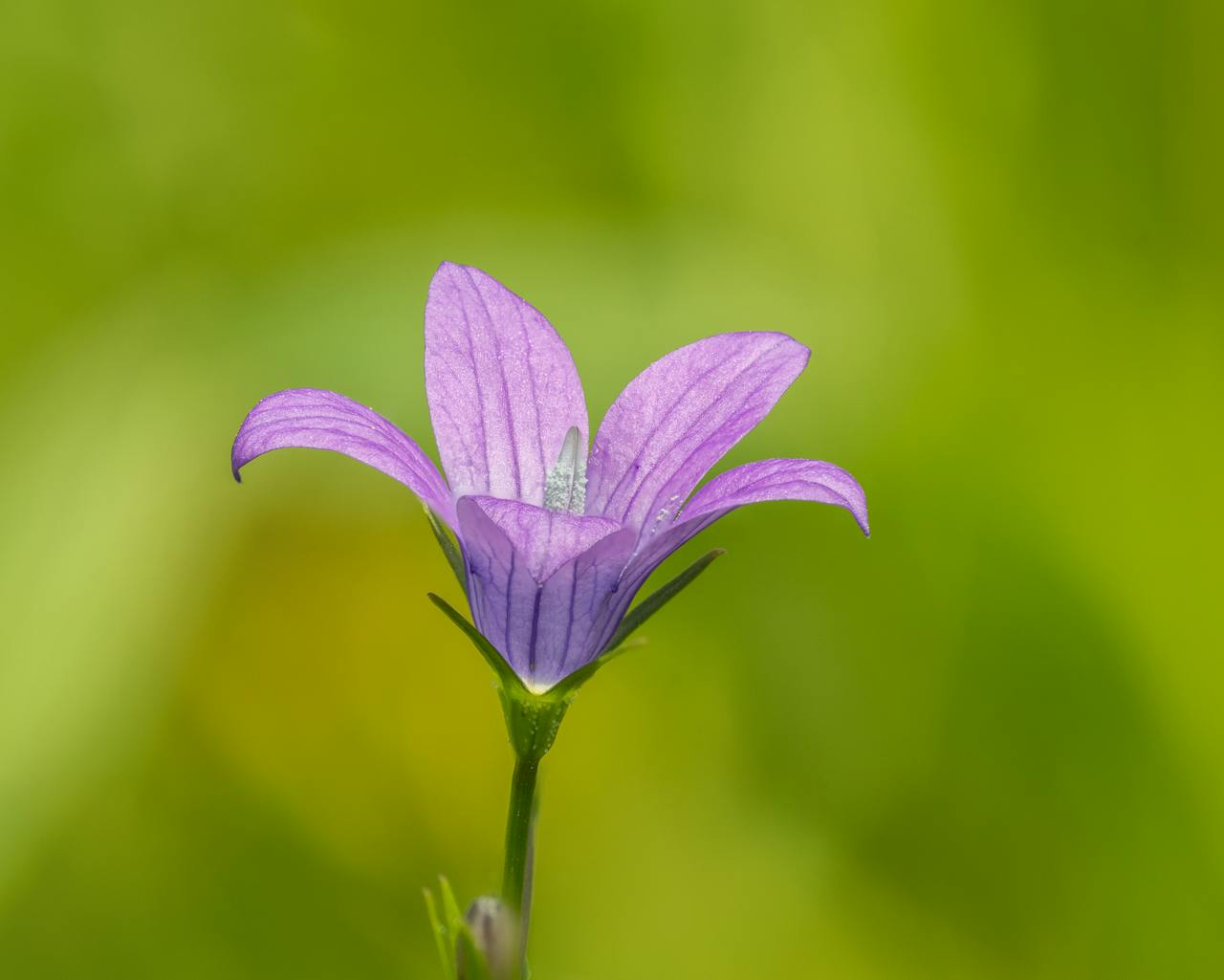 A detailed close-up shot of a blooming purple flower against a blurred green backdrop, showcasing its delicate petals.