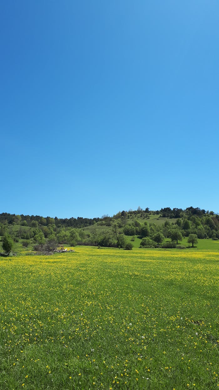 A beautiful green field with yellow flowers under a clear blue sky, showcasing nature's tranquility.
